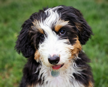 Dog Gifts