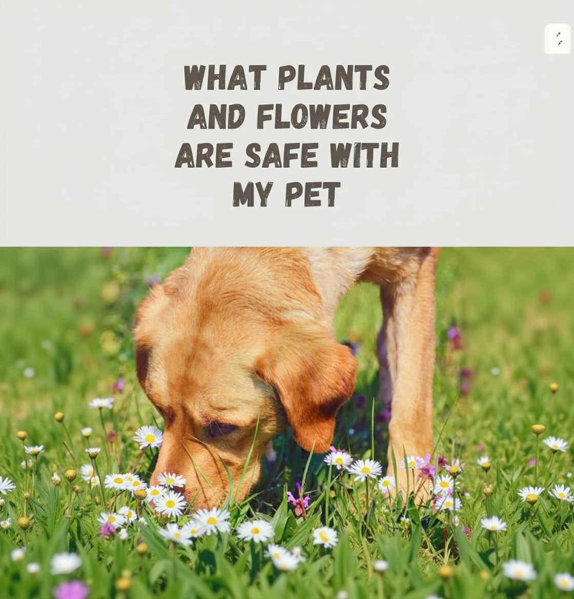 Pet Safe Plants and Flowers Guide | 14 Page PDF of Non Toxic Plants for Dogs & Cats | Pet Friendly Houseplants and Garden Guide Printable