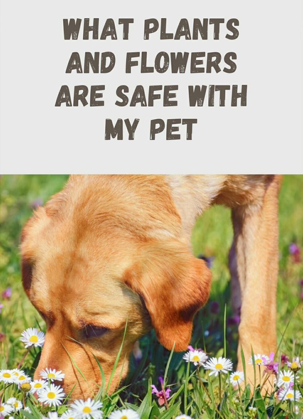 Pet Safe Plants and Flowers Guide | 14 Page PDF of Non Toxic Plants for Dogs & Cats | Pet Friendly Houseplants and Garden Guide Printable